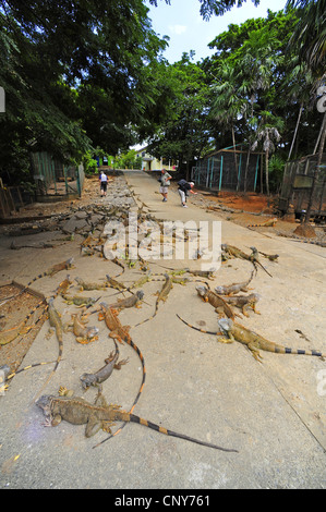 Iguana verde, comune (iguana Iguana iguana), i turisti in una stazione di allevamento per iguane verdi, Honduras, Roatan Foto Stock