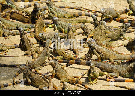 Iguana verde, comune (iguana Iguana iguana), in una stazione di allevamento, Honduras, Roatan Foto Stock