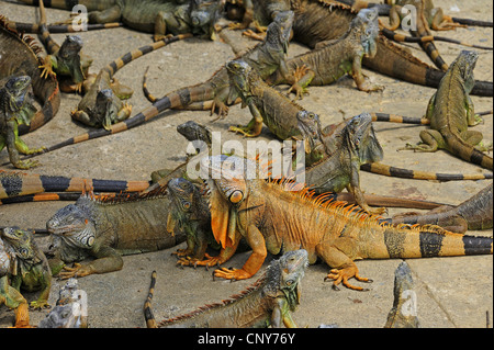 Iguana verde, comune (iguana Iguana iguana), in una stazione di allevamento, Honduras, Roatan Foto Stock