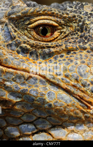 Iguana verde, comune (iguana Iguana iguana), occhio, Honduras, Roatan Foto Stock