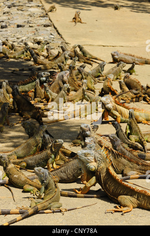 Iguana verde, comune (iguana Iguana iguana), in una stazione di allevamento, Honduras, Roatan Foto Stock