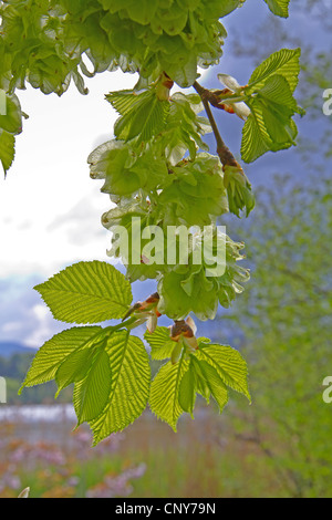 Scotch elm, Wych olmo (Ulmus glabra, Ulmus scabra), il ramo wirth frutti in controluce, in Germania, in Baviera Foto Stock