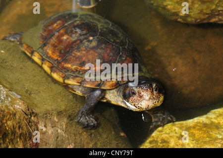 Bianco-fango a labbro tartaruga (Kinosternon leucostomum), in acque poco profonde, Honduras, Copan Foto Stock