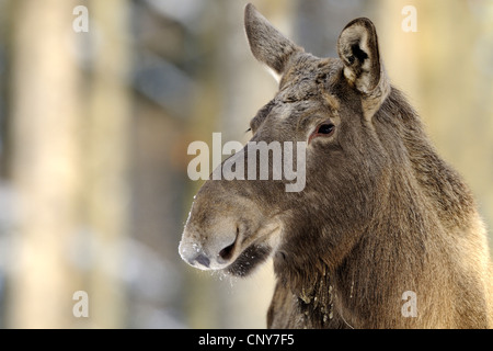 Elk, alci europea (Alces alces alces), il ritratto di una mucca elk , in Germania, in Baviera, il Parco Nazionale della Foresta Bavarese Foto Stock