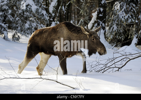 Elk, alci europea (Alces alces alces), mucca elk passeggiate attraverso i boschi innevati, in Germania, in Baviera, il Parco Nazionale della Foresta Bavarese Foto Stock