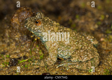 Ululone dal ventre giallo, yellowbelly toad, variegato fire-toad (Bombina variegata), in habitat naturale, in Germania, in Baviera Foto Stock