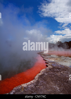 Vapore sorge da un colorato geothermally stagno riscaldato a Waiotapu, Isola del nord, Nuova Zelanda Foto Stock