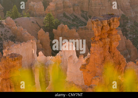 Forma weirdly formazioni rocciose di anfiteatro naturale nella luce del mattino, USA Utah, Parco Nazionale di Bryce Canyon, Colorado Plateau Foto Stock