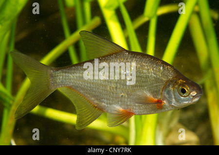 Argento, orate saraghi (Blicca bjoerkna, Abramis bjoerkna), vista laterale Foto Stock