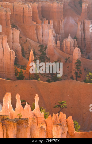 Hoodoos in anfiteatro naturale nella luce del mattino, USA Utah, Parco Nazionale di Bryce Canyon, Colorado Plateau Foto Stock