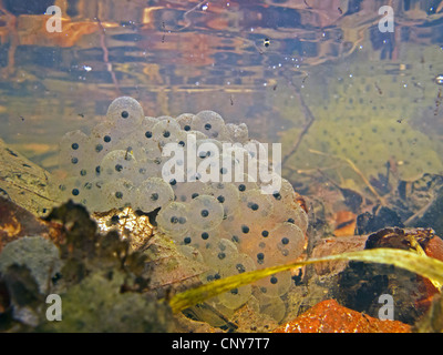 Rana comune, erba (rana temporaria rana), spawn grumi sotto l'acqua, in Germania, in Baviera Foto Stock