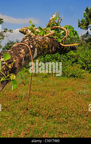 Vitigno messicano snake (Oxybelis aeneus), arrampicata su un albero, Honduras, La Mosquitia, Las Marias Foto Stock