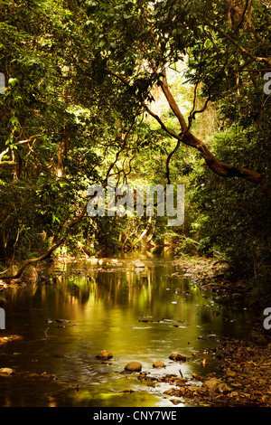 Brook attraverso lussureggiante foresta, Australia, Queensland, Parco Nazionale Daintree Foto Stock