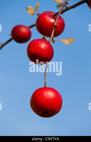 Le mele rosse in corrispondenza di un ramo Foto Stock