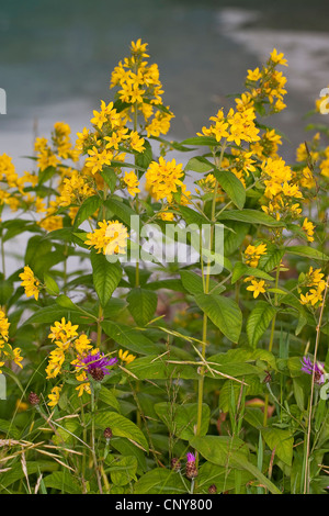 Giardino loosestrife, giallo (loosestrife Lysimachia vulgaris), fioritura, Germania Foto Stock