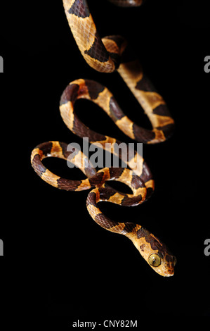 Blunt-testa di serpente ad albero (Imantodes cenchoa), pendenti, Honduras, La Mosquitia, Las Marias Foto Stock