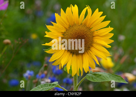 Comune di girasole (Helianthus annuus), infiorescenza Foto Stock