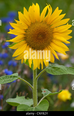 Comune di girasole (Helianthus annuus), infiorescenza Foto Stock