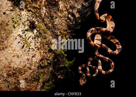 Blunt-testa di serpente ad albero (Imantodes cenchoa), in corrispondenza di un tronco di albero, Honduras, La Mosquitia, Las Marias Foto Stock