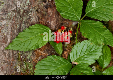 Stone rovo Roebuck-berry (Rubus saxatilis), la fruttificazione, Germania Foto Stock