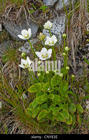 Erba palustre-di-parnassus (Parnassia palustris), fioritura, Germania Foto Stock