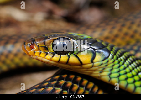 Chiazzato racer (Drymobius margaritiferus margaritiferus), ritratto, Honduras, La Mosquitia, Las Marias Foto Stock