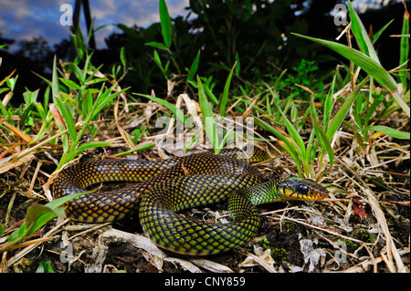 Chiazzato racer (Drymobius margaritiferus margaritiferus), giacente sul terreno, Honduras, La Mosquitia, Las Marias Foto Stock