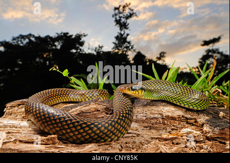 Chiazzato racer (Drymobius margaritiferus margaritiferus), giacente sul terreno, Honduras, La Mosquitia, Las Marias Foto Stock