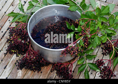 Nero europeo sambuco, Sambuco, Comune di sambuco (Sambucus nigra), sambuchi in una pentola Foto Stock