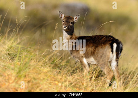 Daini (Dama Dama, Cervus dama), capretti in un prato, Austria Foto Stock