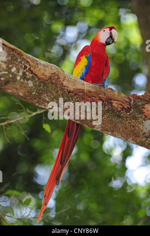 Scarlet Macaw (Ara Macao), seduto su un ramo, Honduras, Copan, Copan Foto Stock