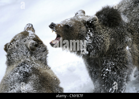Unione l'orso bruno (Ursus arctos arctos), due orsi bruni che mostra che minacciano il gesto di ogni altro, in Germania, in Baviera, il Parco Nazionale della Foresta Bavarese Foto Stock