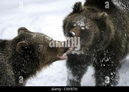 Unione l'orso bruno (Ursus arctos arctos), due orsi bruni che mostra che minacciano il gesto di ogni altro, in Germania, in Baviera, il Parco Nazionale della Foresta Bavarese Foto Stock