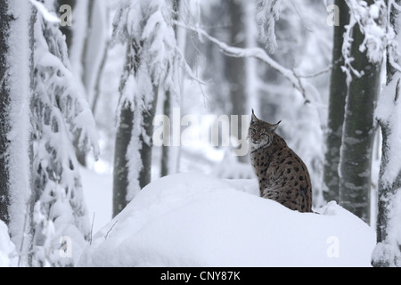 Eurasian (Lynx Lynx lynx), seduto nella neve in una fores, in Germania, in Baviera, il Parco Nazionale della Foresta Bavarese Foto Stock