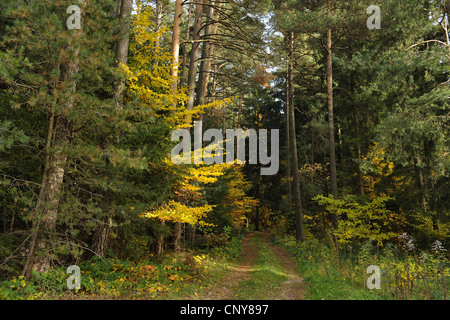 Percorso attraverso un bosco misto in autunno, in Germania, in Baviera, il Palatinato Superiore Foto Stock