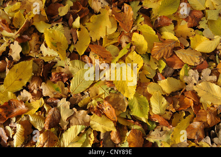 Carpino comune di Carpino europeo (Carpinus betulus), foglie di autunno sul suolo della foresta, in Germania, in Baviera, il Palatinato Superiore Foto Stock