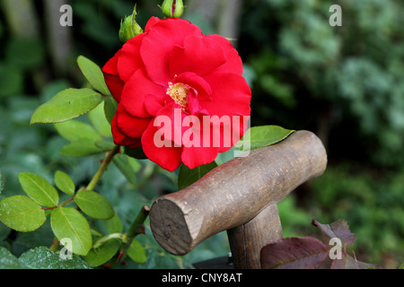 Rose ornamentali (Rosa spec.), rosa e spade in giardino Foto Stock