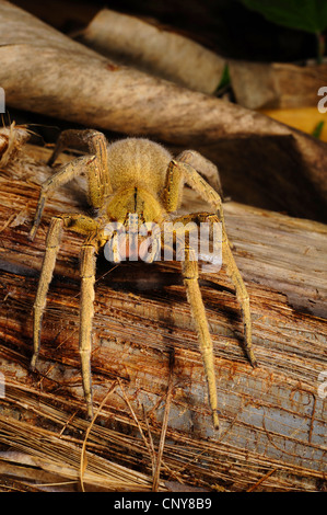 Tarantula (Theraphosidae, Aviculariidae), seduti su legno, Honduras, La Mosquitia, Las Marias Foto Stock