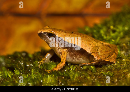 Nero-spotted appiccicoso (Rana Kalophrynus pleurostigma), seduti su MOSS, Thailandia Phuket Foto Stock