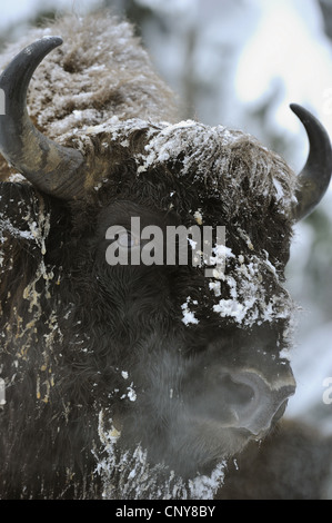 Il bisonte europeo, wisent (Bison bonasus), con neve sulla sua parte anteriore, in Germania, in Baviera, il Parco Nazionale della Foresta Bavarese Foto Stock