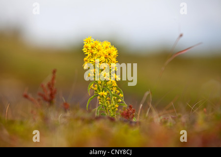 Oro, verga d'oro (Solidago virgaurea), fioritura, Norvegia, Troms Foto Stock