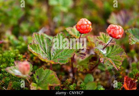 Cotta-apple berry, cloudberry (Rubus chamaemorus), la fruttificazione, Norvegia, Troms Foto Stock