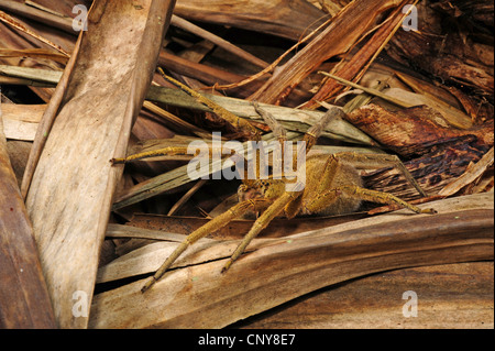 Tarantula (Theraphosidae, Aviculariidae), seduti su legno, Honduras, La Mosquitia, Las Marias Foto Stock