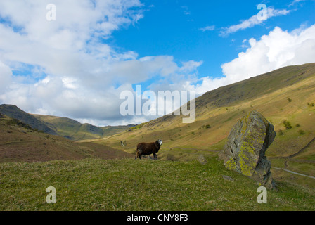 Scandale è caduto - e Herdwick ovini - vicino a Ambleside, Parco Nazionale del Distretto dei Laghi, Cumbria, England Regno Unito Foto Stock