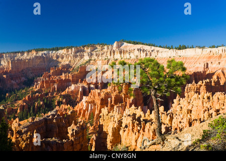 Agile pine (Pinus flexilis), crescendo in corrispondenza del bordo di Bryce Canyon con le hoodoos 'silenzio città', USA Utah, Parco Nazionale di Bryce Canyon, Colorado Plateau Foto Stock