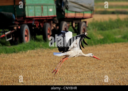 Cicogna bianca (Ciconia ciconia), volando sul campo di stoppie, Germania Foto Stock