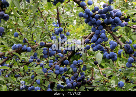 Prugnolo, sloe (Prunus spinosa, frutto su un ramo, Germania Foto Stock