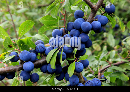 Prugnolo, sloe (Prunus spinosa, frutto su un ramo, Germania Foto Stock