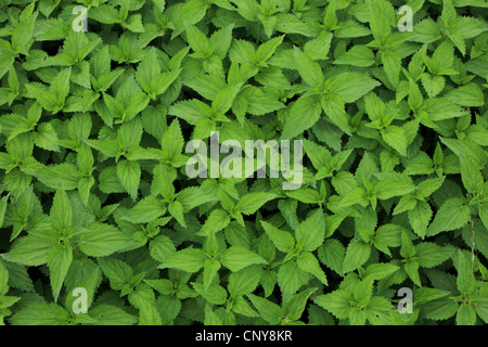 Ortica (Urtica dioica), vista dall'alto, Germania Foto Stock