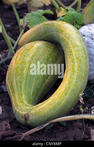 Zucca (Cucurbita spec.), squash, Germania, Bundesgartenschau Foto Stock